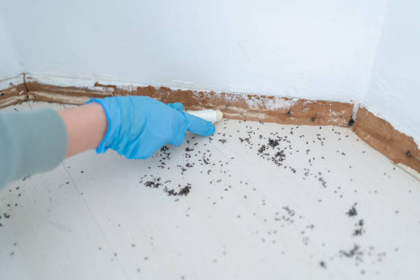 Reliable Tiburon, CA Pest Control Solutions